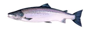 Atlantic-Salmon - Farbholzschnitt 20x70cm